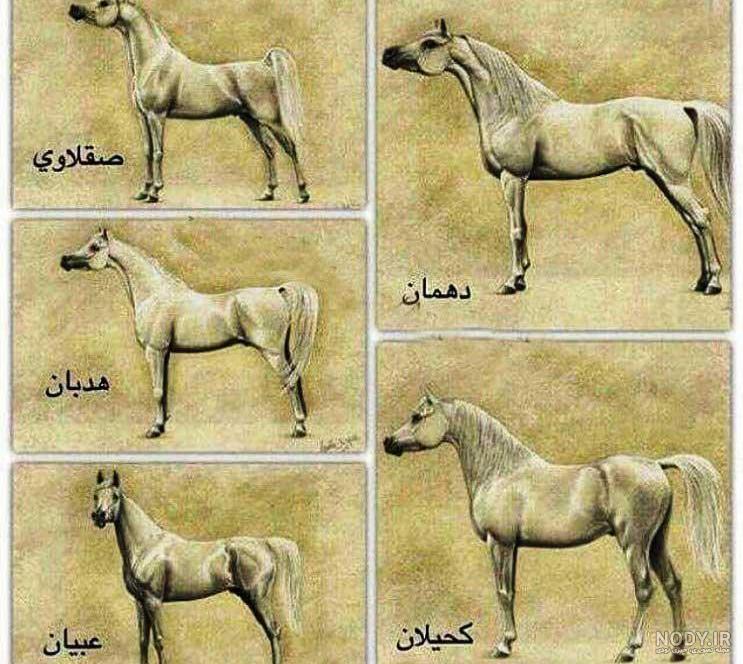 اسب مصری اصیل اسب مصری اصیل