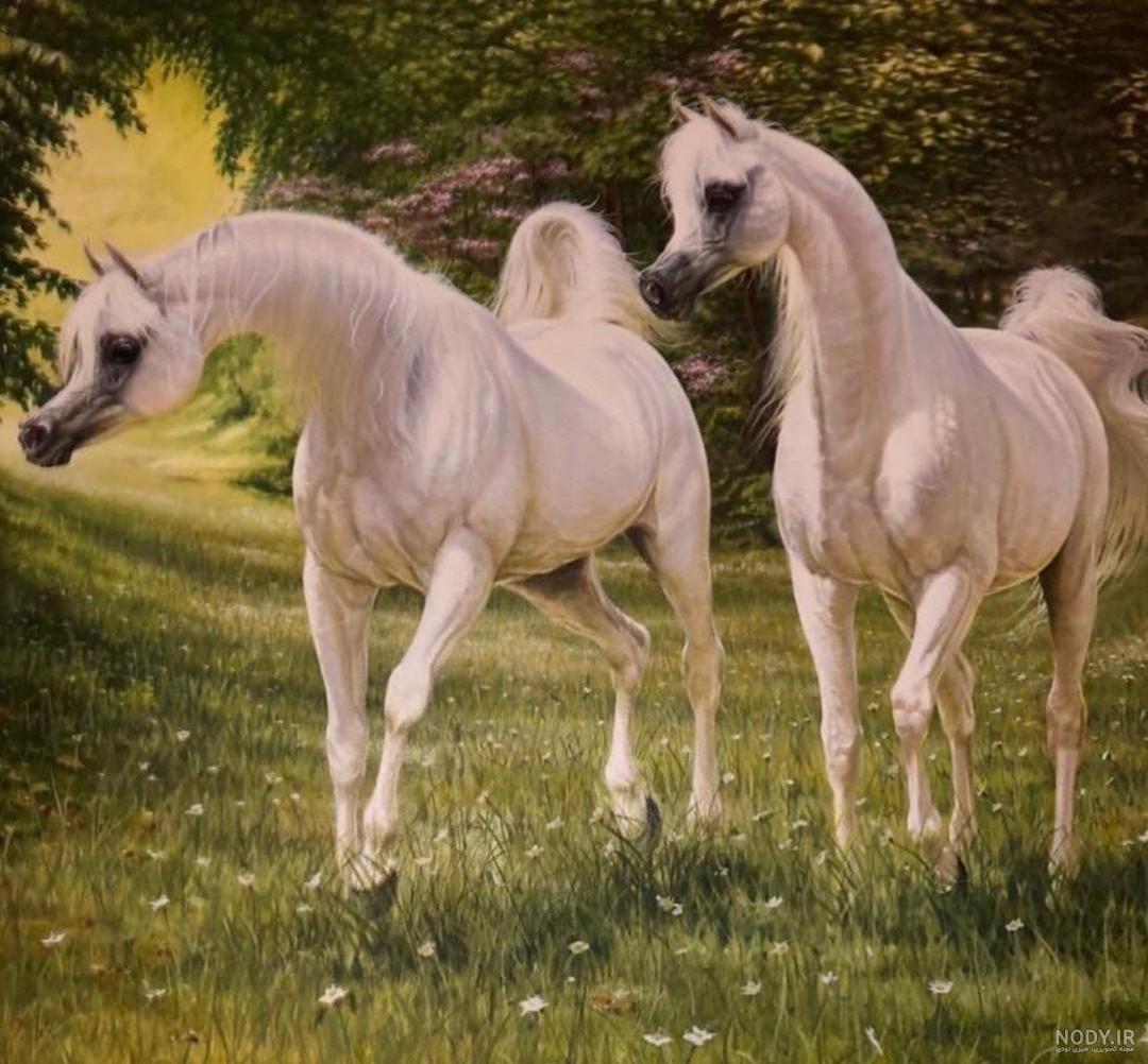 عکس اسب سفید برای تصویر زمینه عکس اسب سفید برای تصویر زمینه