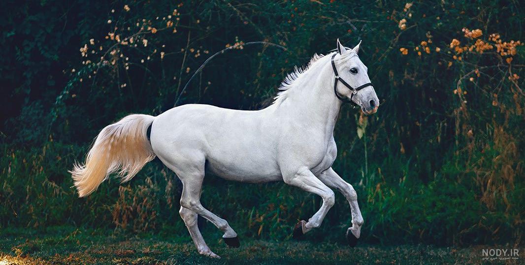 عکس اسب سفید برای تصویر زمینه عکس اسب سفید برای تصویر زمینه