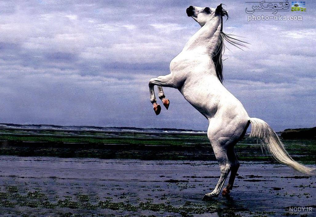 عکس اسب سفید قهوه ای عکس اسب سفید قهوه ای
