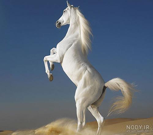 عکس اسب عرب سیاه عکس اسب عرب سیاه
