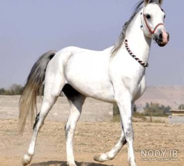 عکس اسب عربی عکس اسب عربی