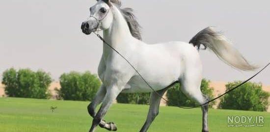 عکس دختر با اسب زیبا برای پروفایل عکس دختر با اسب زیبا برای پروفایل