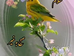 عکس صبح بخیر عشقم عکس صبح بخیر عشقم