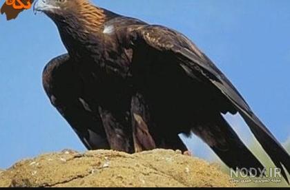 عکس عقاب خنده دار عکس عقاب خنده دار