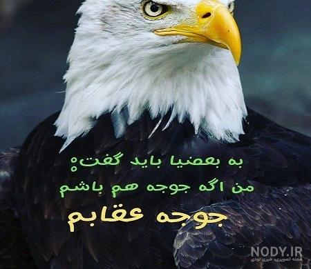 عکس عقاب واقعی عکس عقاب واقعی