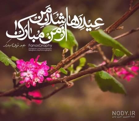عکس گوسفندان افشاری