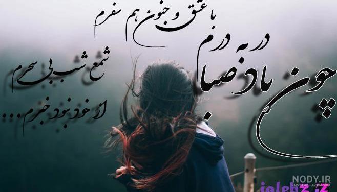 عکس گوسفندان زیبا