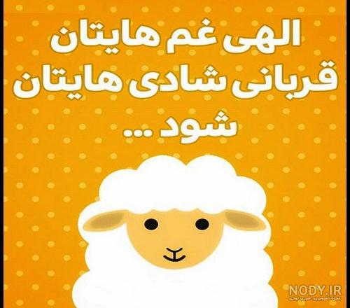 گوسفندان زیبای دنیا