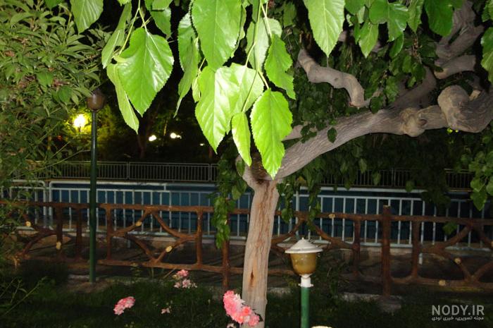 عکس باغ گل رز عکس باغ گل رز