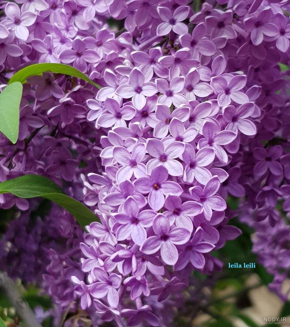 عکس شکوفه های بهاری برای پروفایل عکس شکوفه های بهاری برای پروفایل