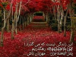 کلیپ خرس غمگین کلیپ خرس غمگین