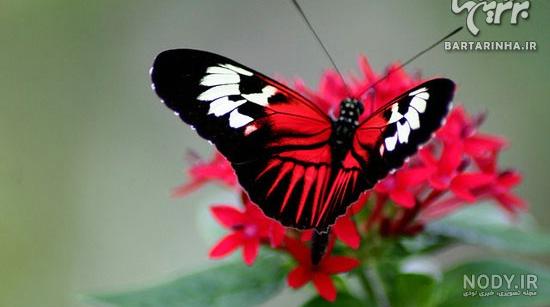 عکس زیباترین پروانه ی دنیا