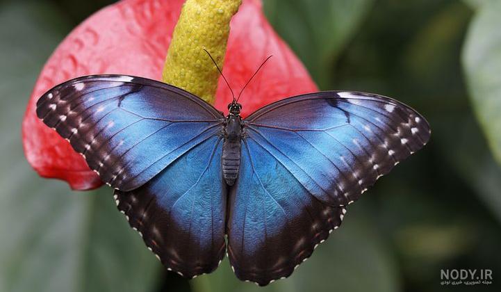 عکس پروانه های رنگی