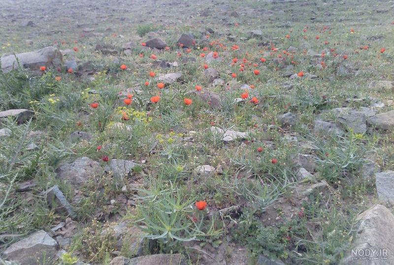 نقشه هوایی کهک قم