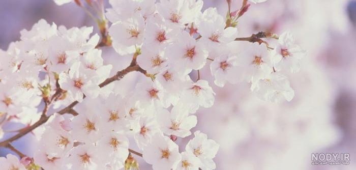دانلود عکس بهاری برای دسکتاپ