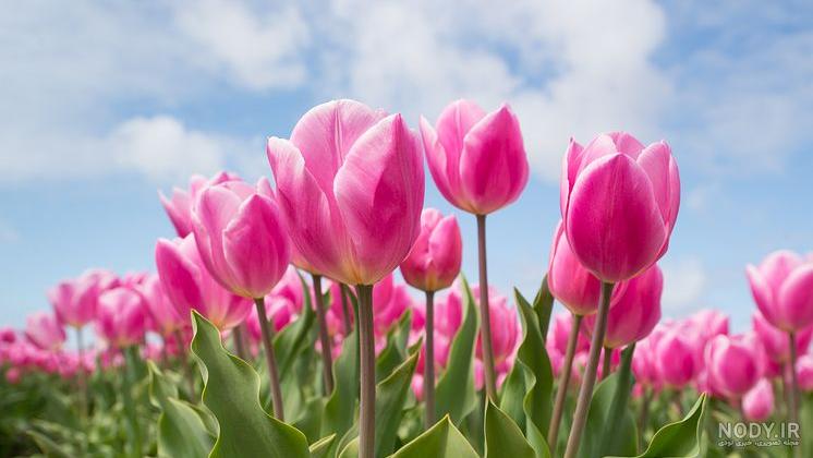 عکس گل لاله زرد عکس گل لاله زرد