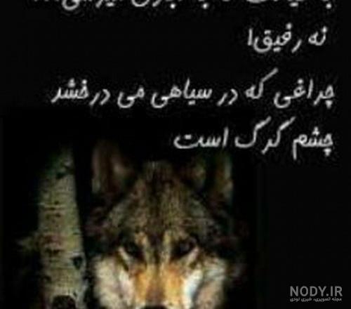 عکس گرگ متن دار