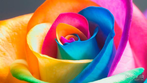 عکس گل رز زرد عکس گل رز زرد
