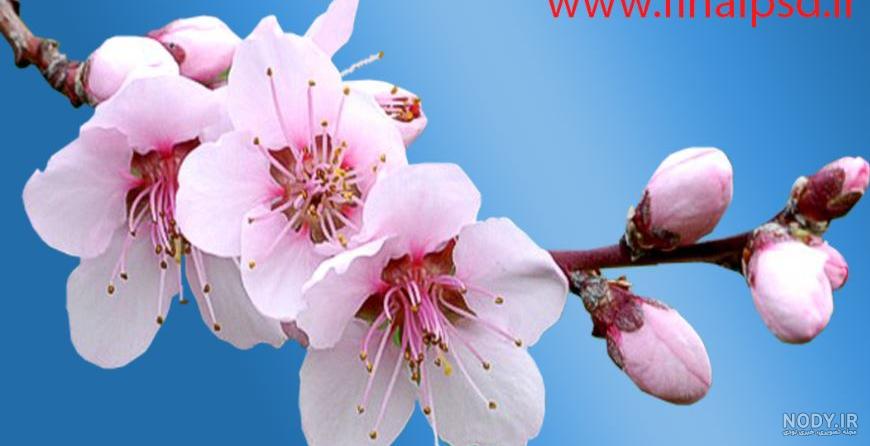معنی اسم شکوفه