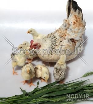 عکس جوجه مرغ