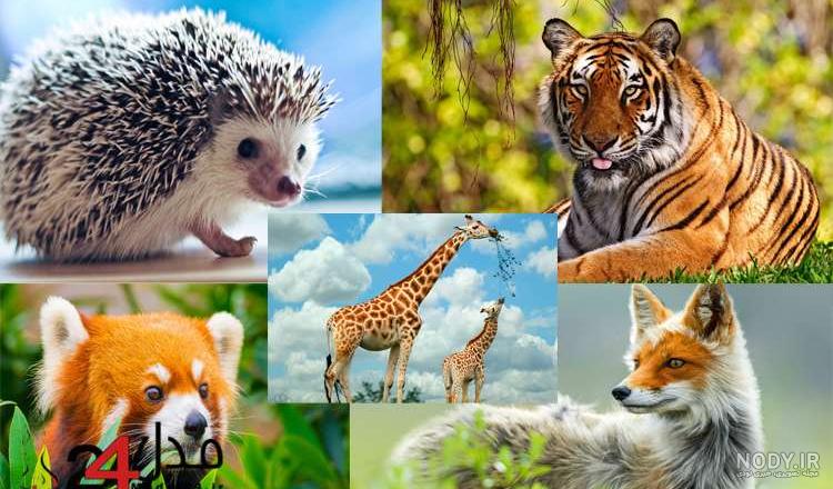 فیلم حیوانات اهلی و وحشی برای کودکان فیلم حیوانات اهلی و وحشی برای کودکان