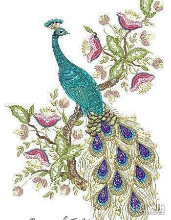 رنگ بندی طاووس در پته