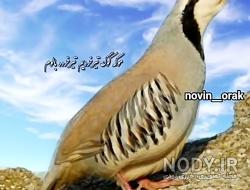 سایت الله کرم مهدویان