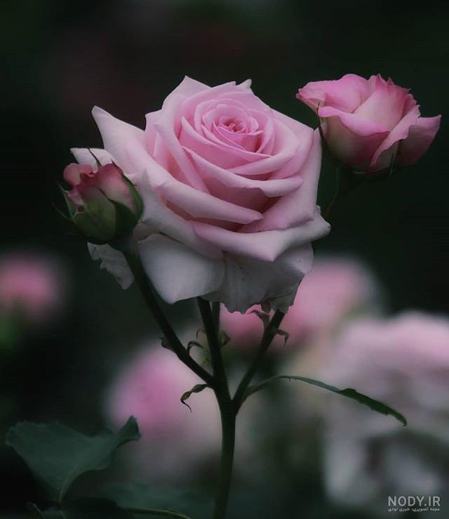 عکس گل رز صورتی زیبا