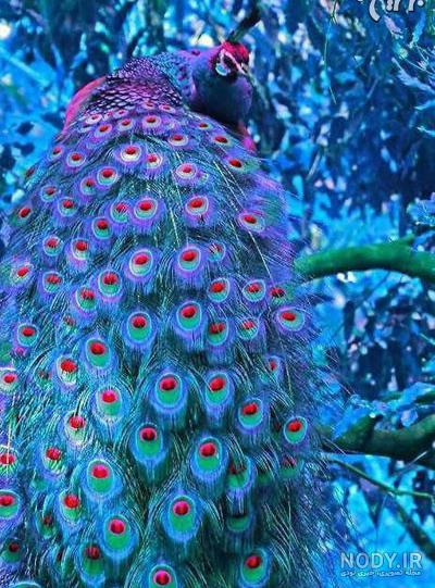 عکس از طاووس های زیبا