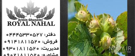 عکس شکوفه فندق
