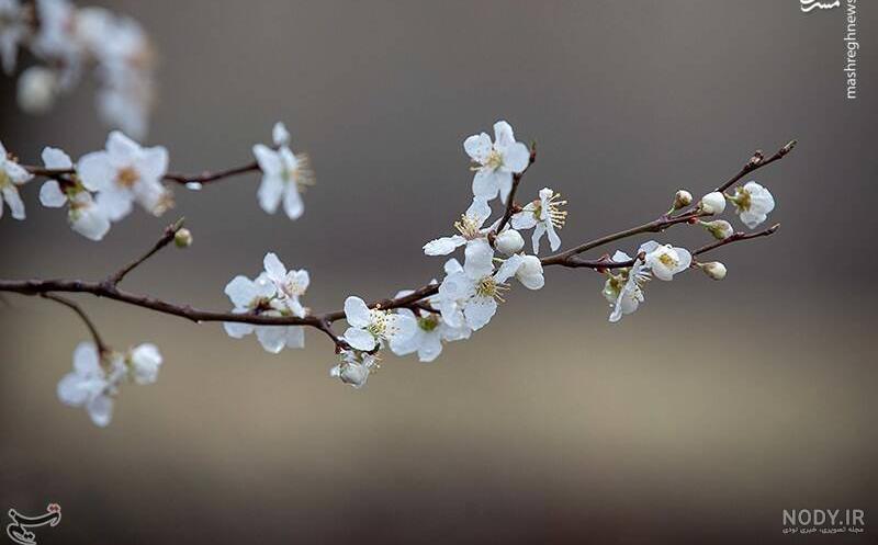 عکس شکوفه های بهاری نقاشی