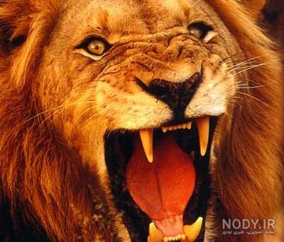 عکس شیر برای تصویر زمینه عکس شیر برای تصویر زمینه