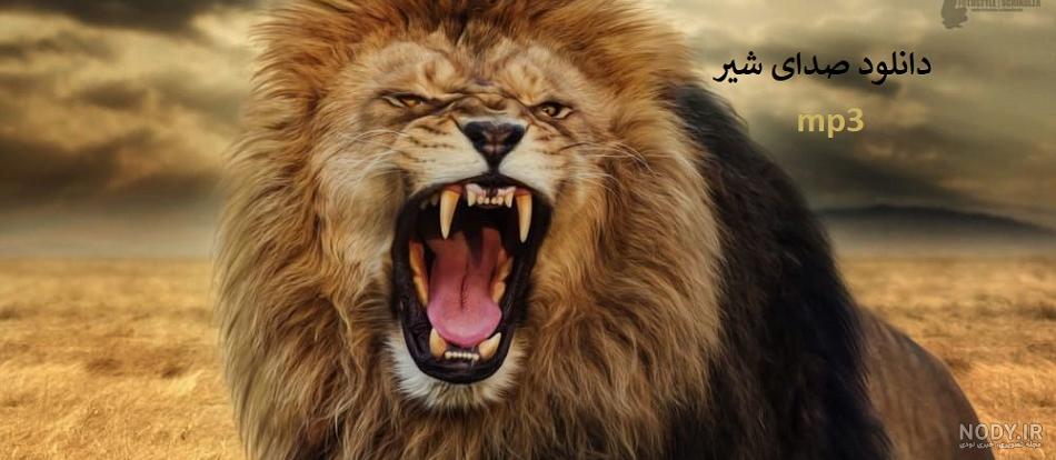 عکس شیر برای تصویر زمینه موبایل عکس شیر برای تصویر زمینه موبایل