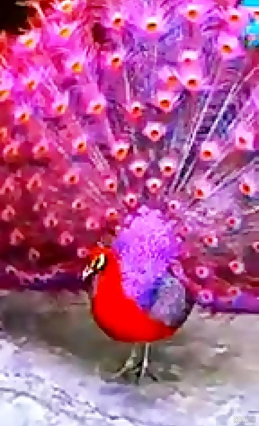 عکس طاووس بنفش