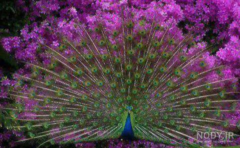 عکس طاووس رنگین کمانی