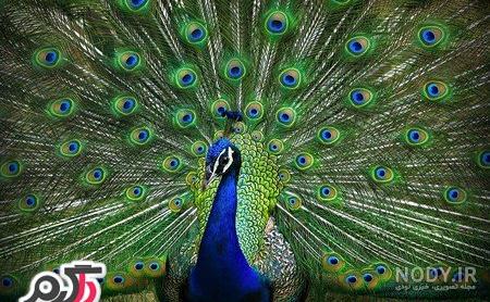 عکس طاووس زیبای جهان