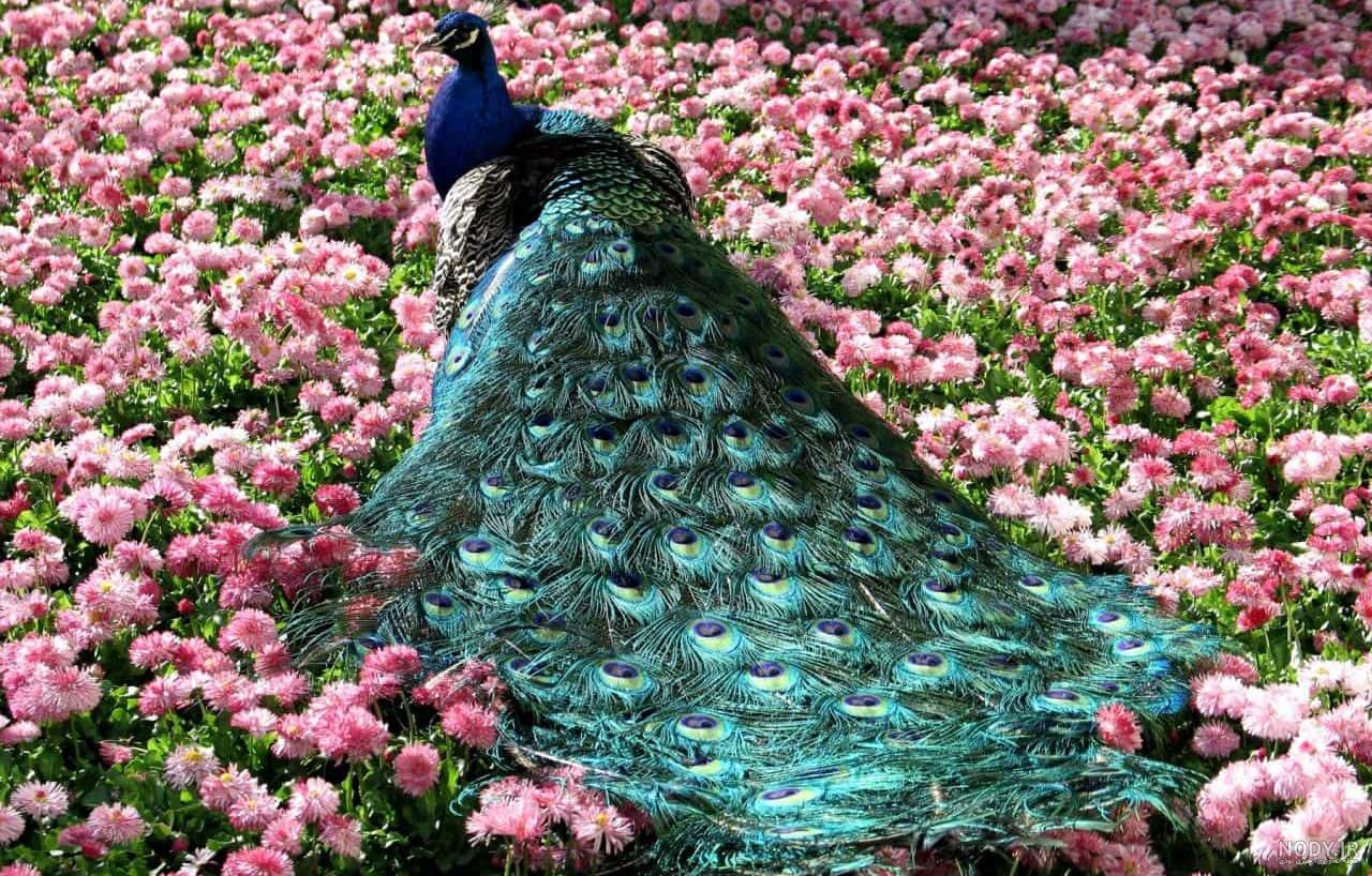 عکس طاووس عروس