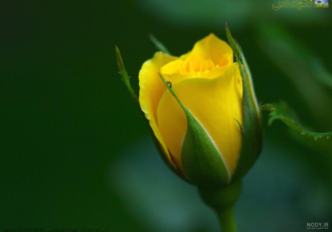 عکس گل رز زرد و قرمز