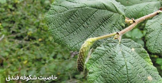 عکس گل فندق