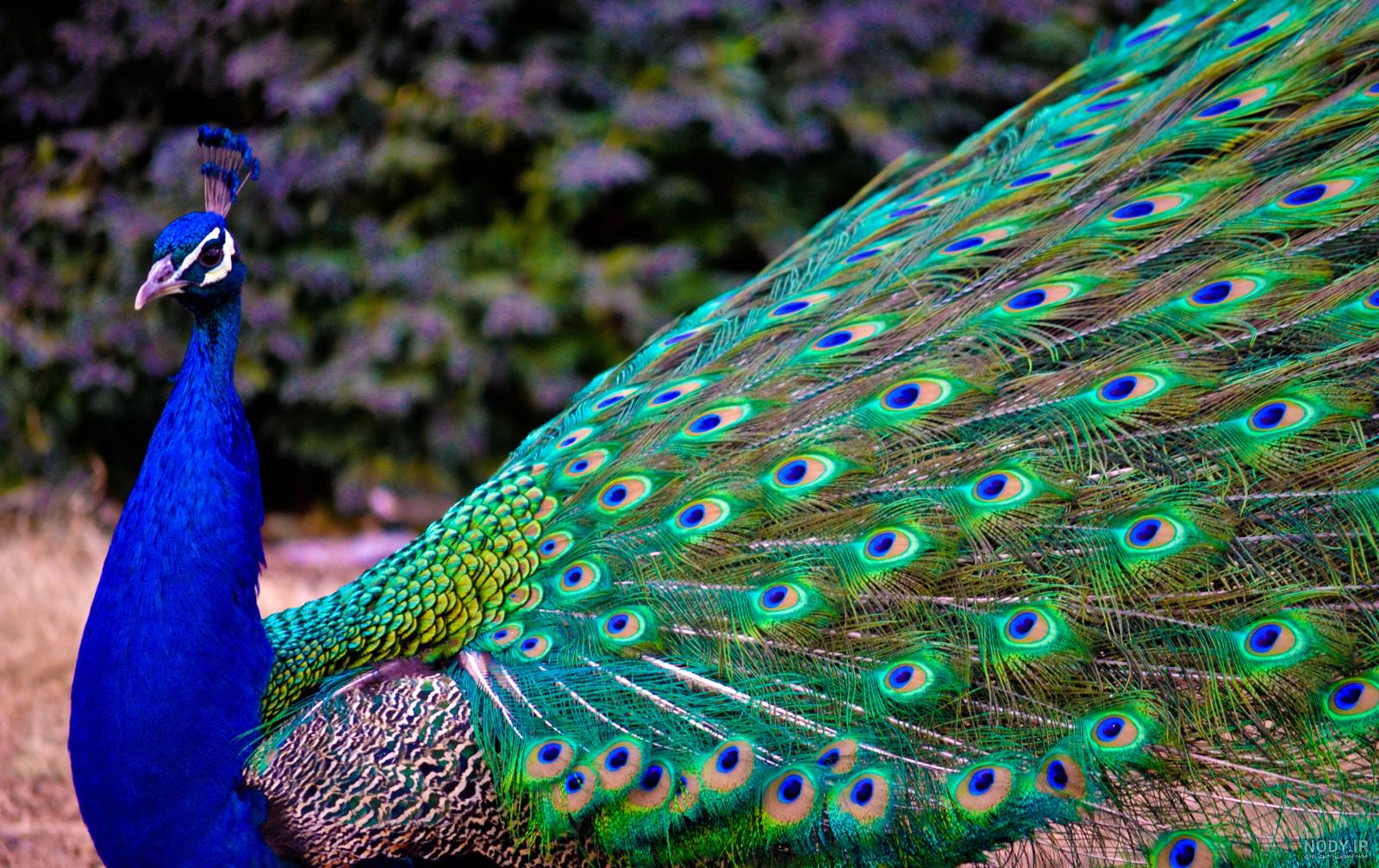 عکسهای طاووس زیبا