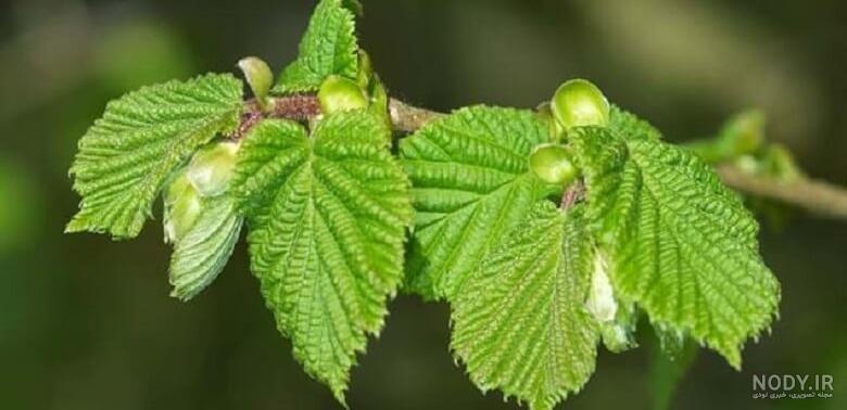 فواید فندق برای مو