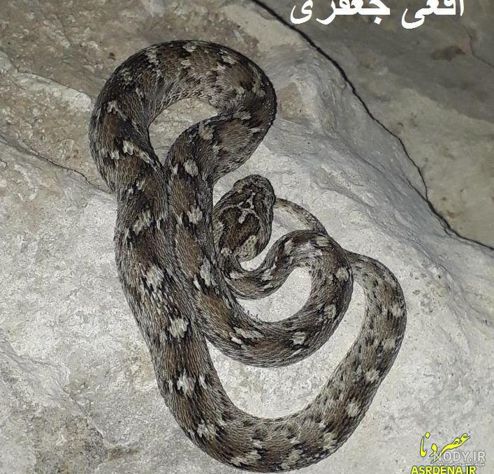 مار جعفری خط قرمز