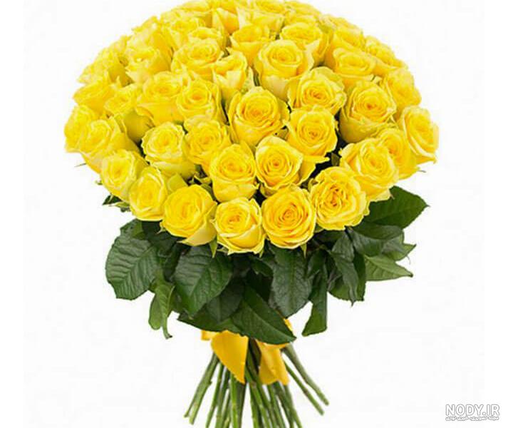 گل رز نارنجی