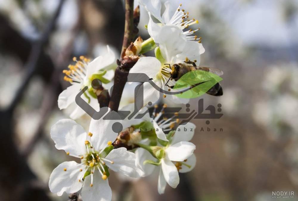 گل فندق برای لاغری نی نی سایت