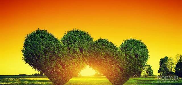 آناتومی قلب انسان pdf
