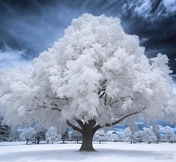  عکس طبیعت زمستانی برای پروفایل