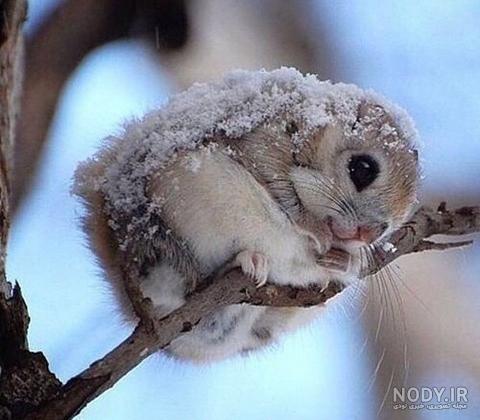  عکس طبیعت زمستانی برای پروفایل