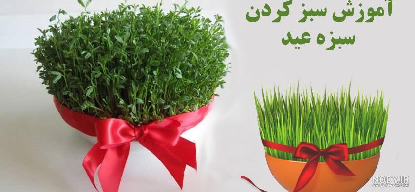 انواع سبزه عید با بذرهای مختلف