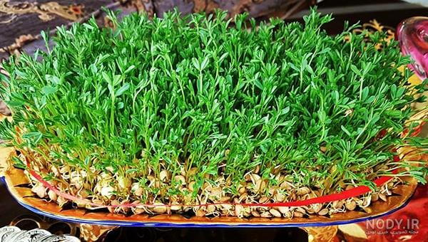 انواع سبزه عید با خاکشیر